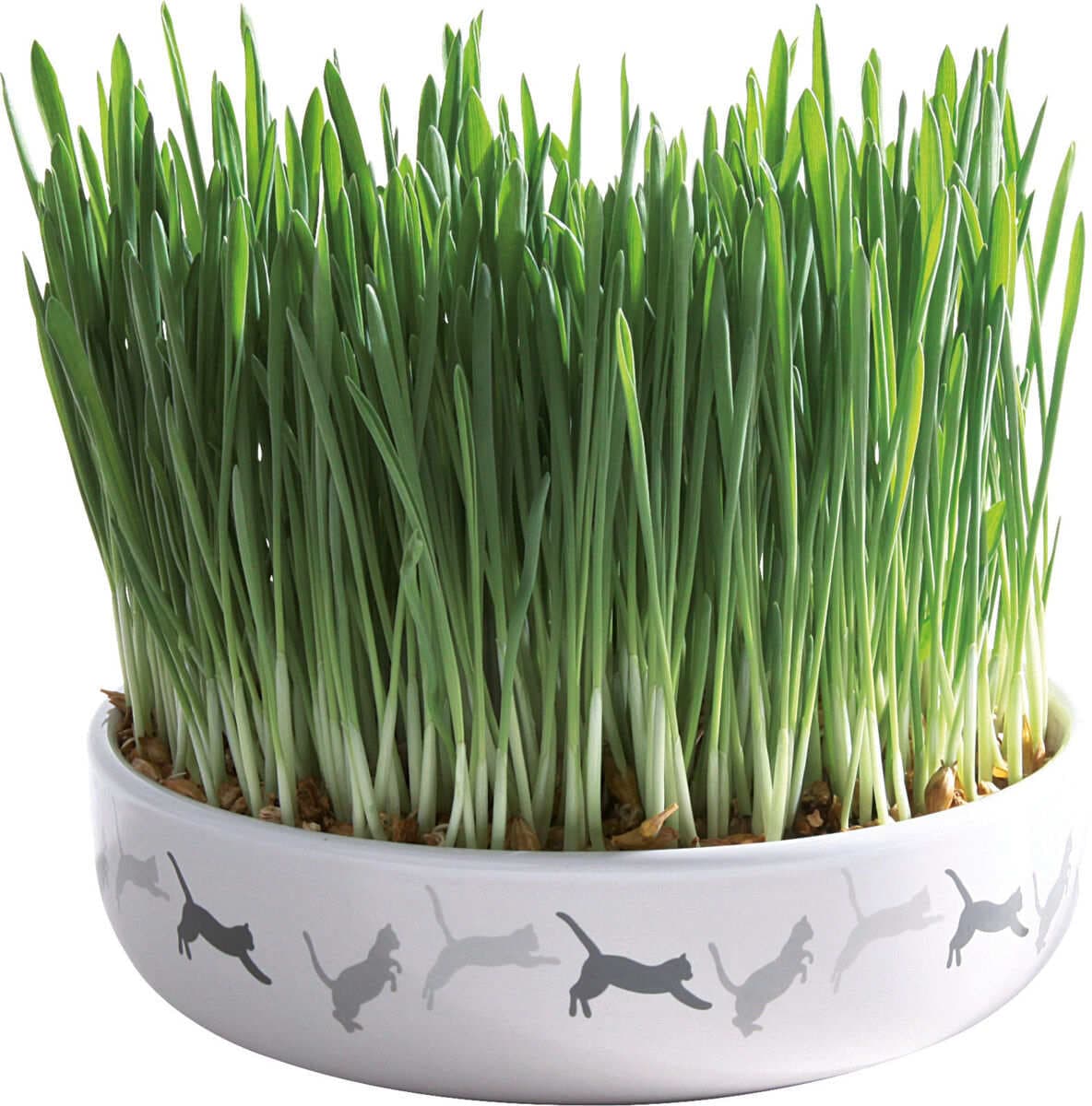 Castron Ceramic cu Seminte de Orz Pentru Iarba la Pisici, 50g
