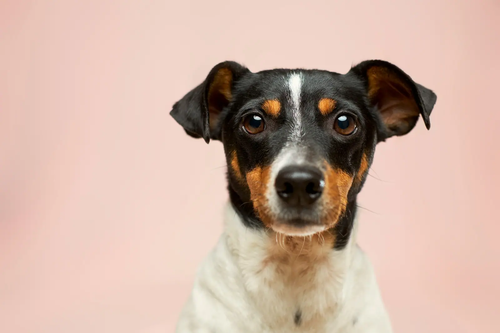 Terrier privind în cameră
